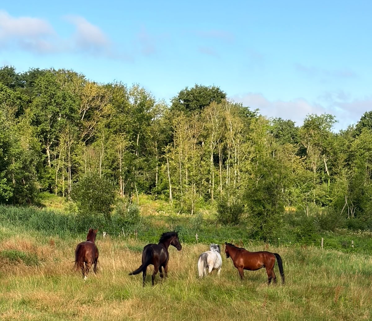 Le centre équestre ferme ses portes pour l'été ☀️